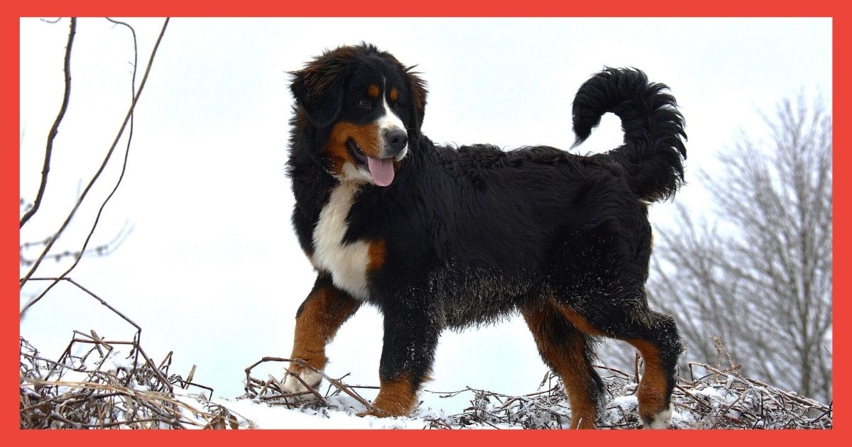 mini bernese mountain dog