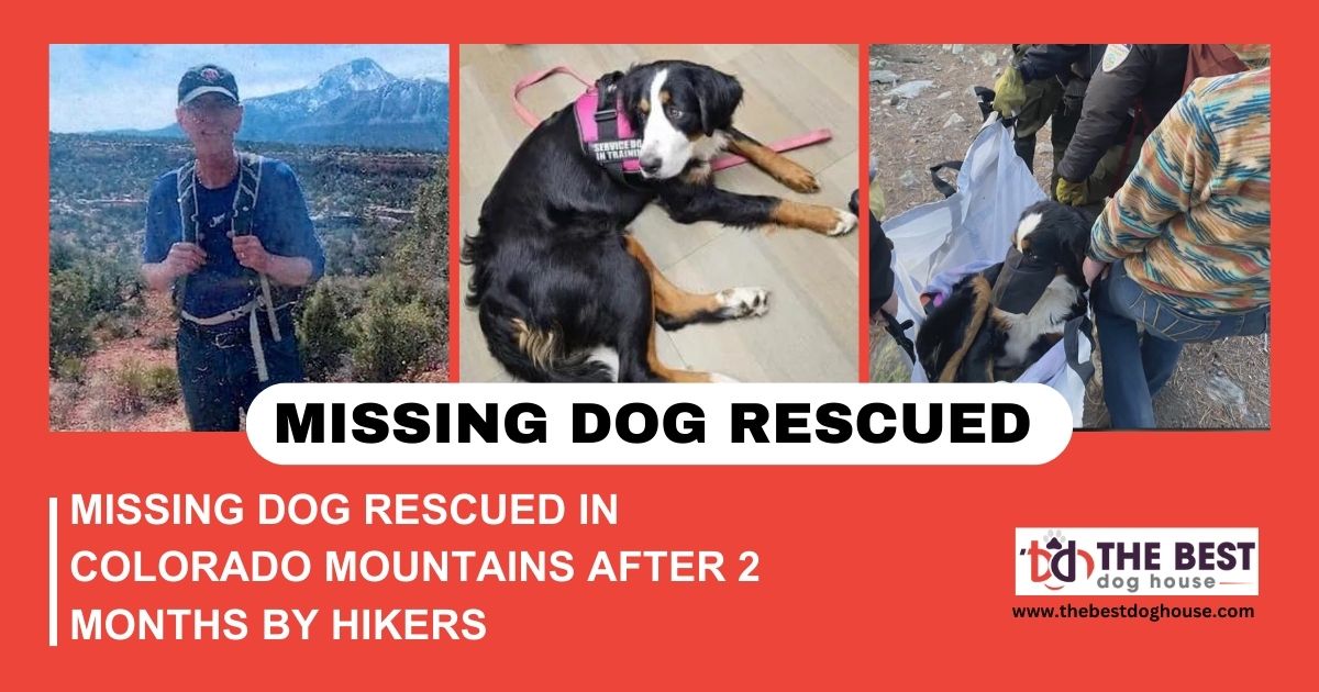 Missing Dog Rescued in Colorado Mountains After 2 Months By Hikers