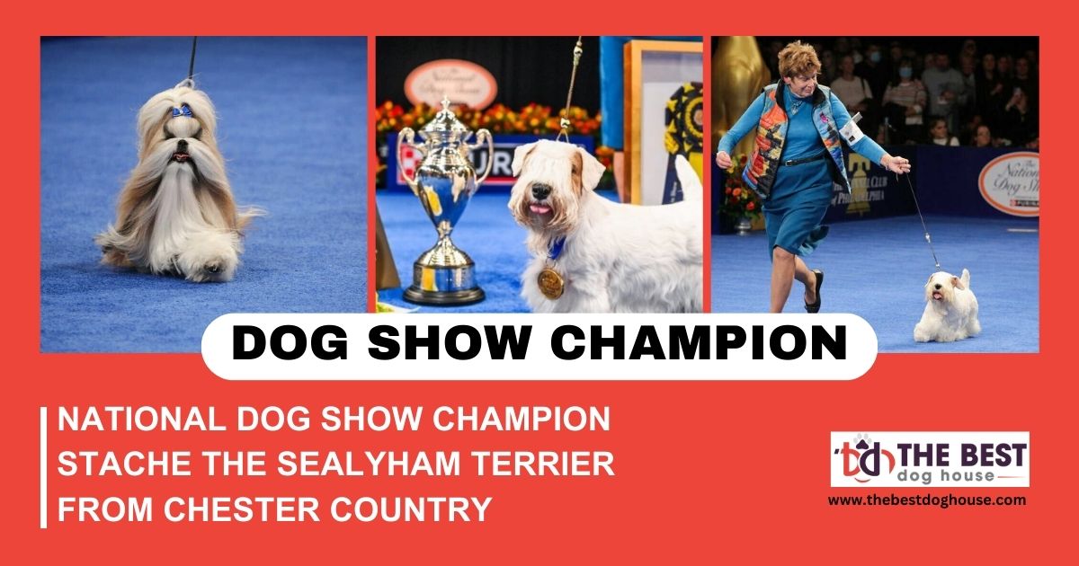 National Dog Show Champion Stache the Sealyham Terrier from Chester Country