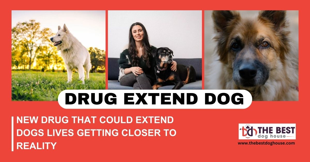 New Drug that Could Extend Dogs Lives