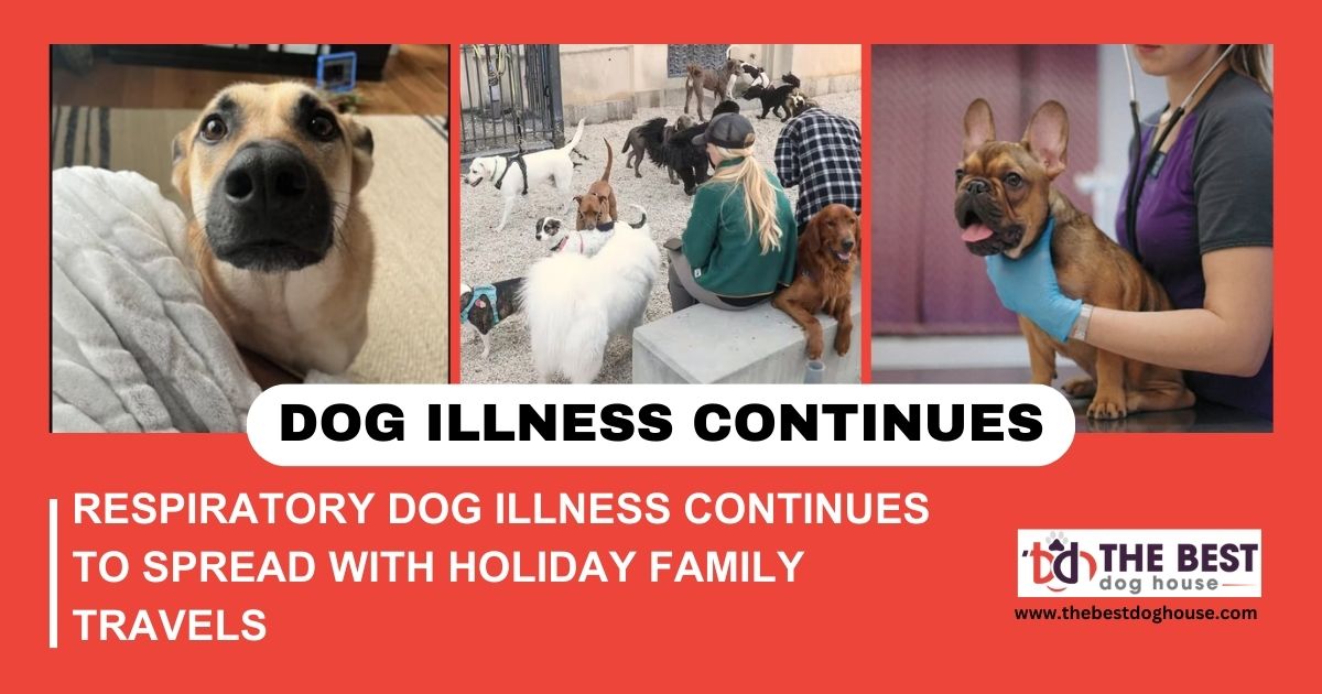 Respiratory Dog Illness Continues to Spread with Holiday Family Travels