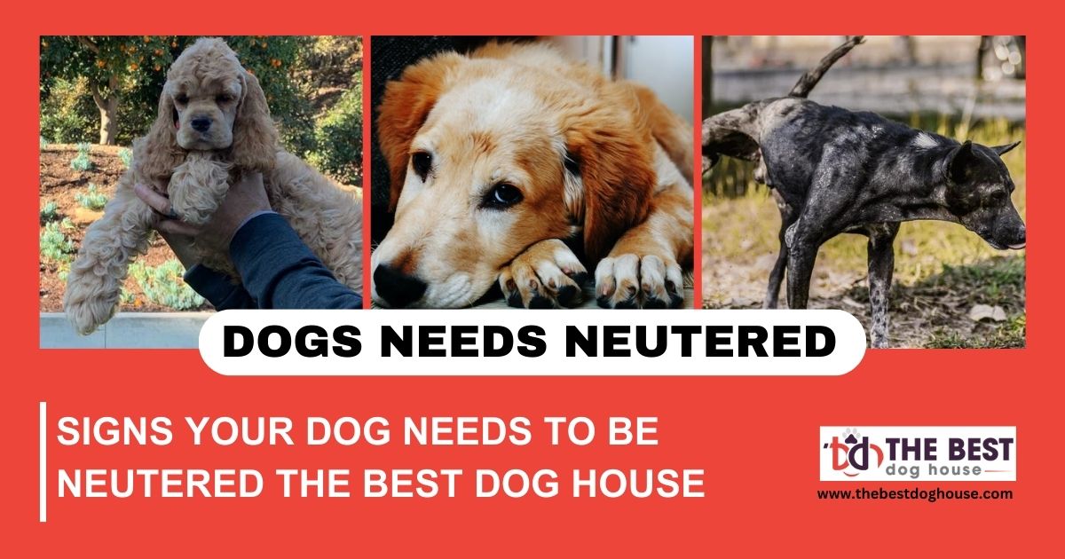Signs your dog needs to be neutered