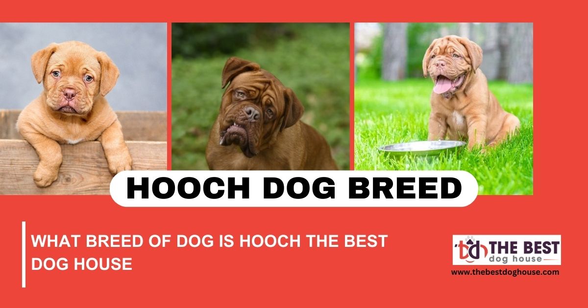 what breed of dog is hooch