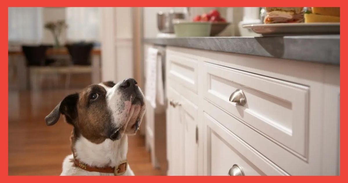 what household items can kill a dog instantly