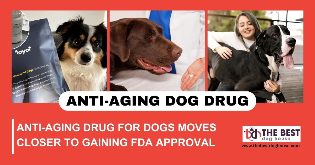 Anti-aging Drug for Dogs