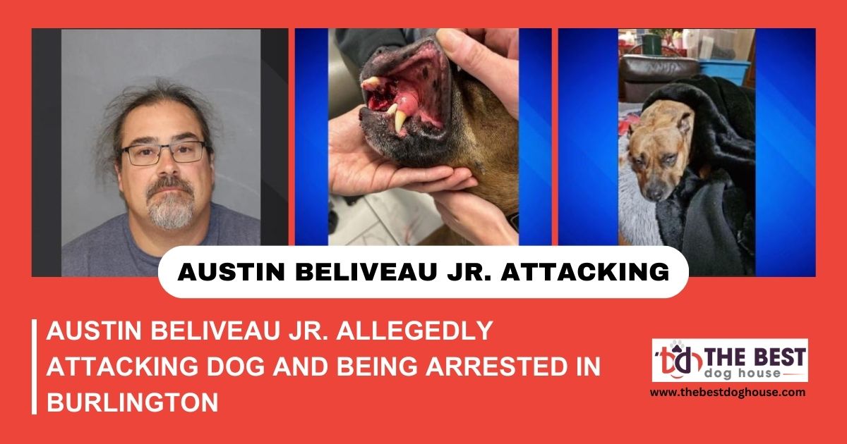 Austin Beliveau Jr. Allegedly Attacking Dog