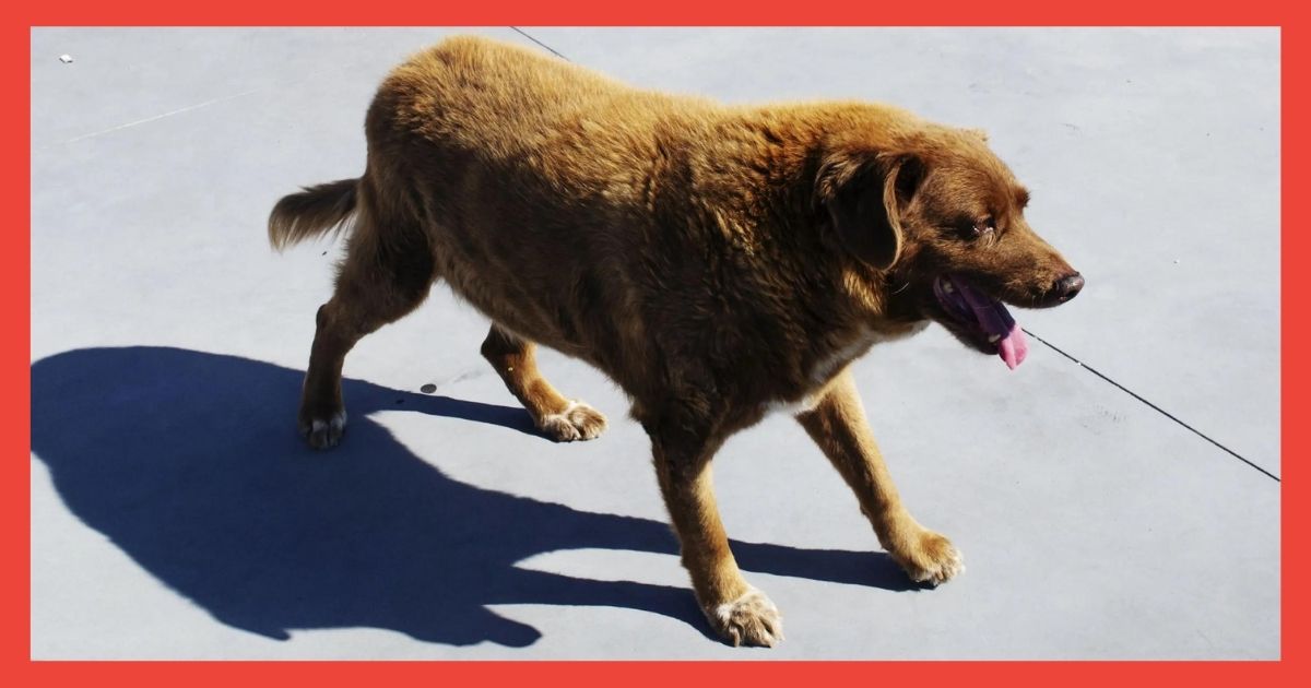 Bobi Worlds Oldest Dog Or a Fraud