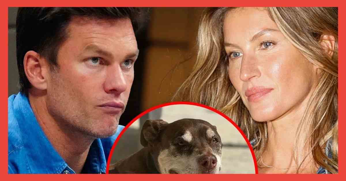 Death of Family Dog Lulu _ Tom Brady and Gisele Bundchen Mourn for It