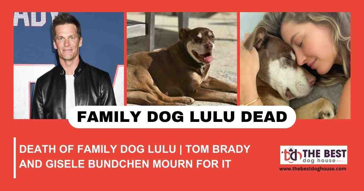 Death of Family Dog Lulu | Tom Brady and Gisele Bundchen Mourn for It