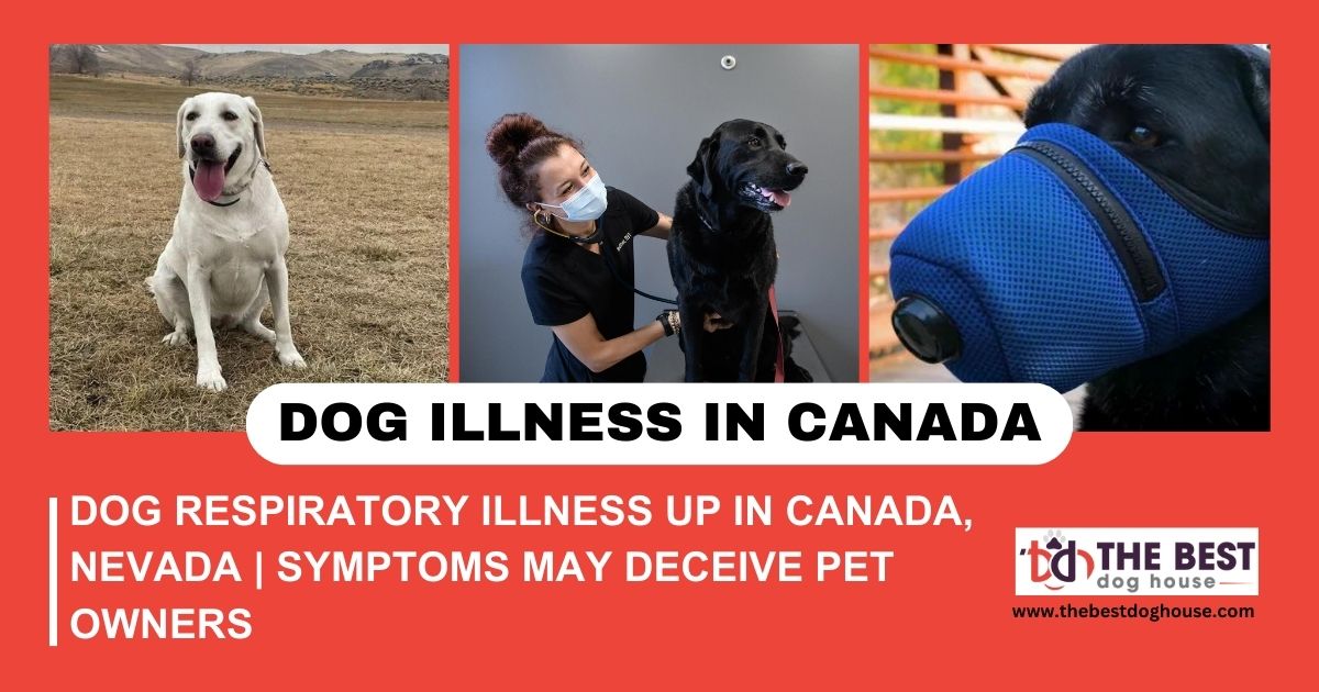 Dog Respiratory Illness Up in Canada