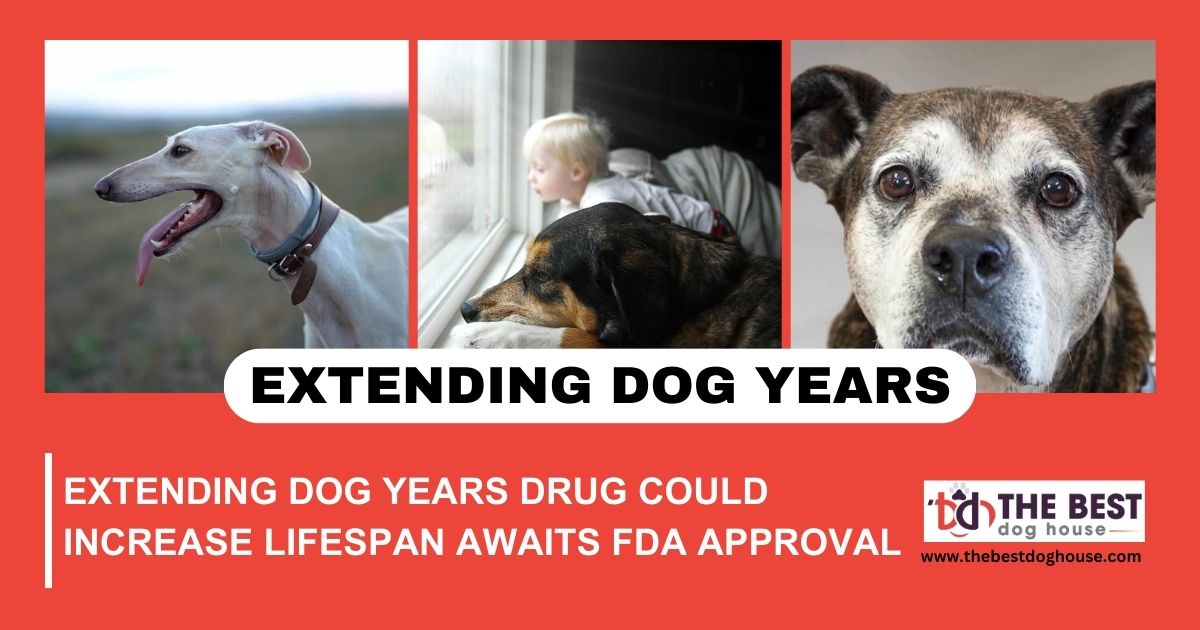 Extending Dog Years Drug Could Increase