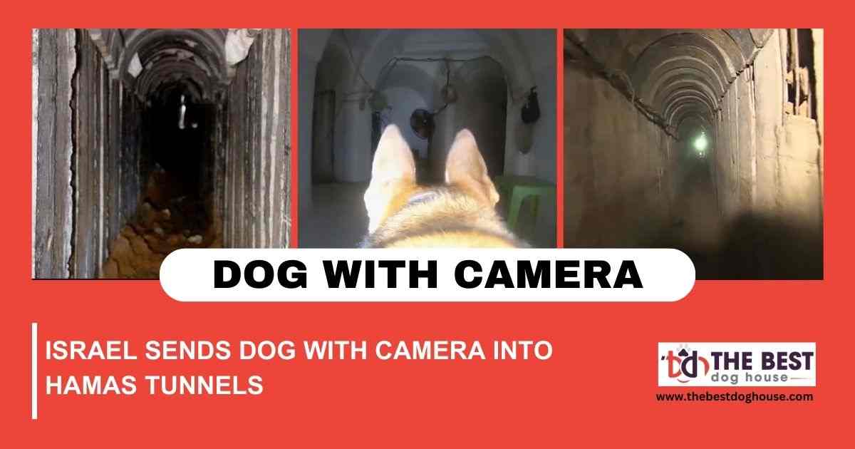 Israel Sends Dog with Camera into Hamas Tunnels