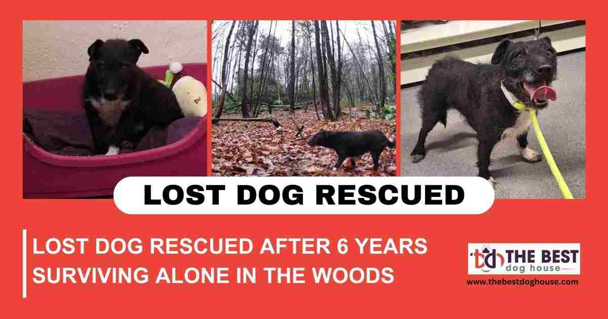 Lost Dog Rescued After 6 Years Surviving Alone in The Woods