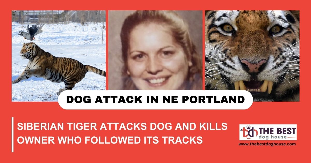 Siberian Tiger Attacks Dog and Kills Owner