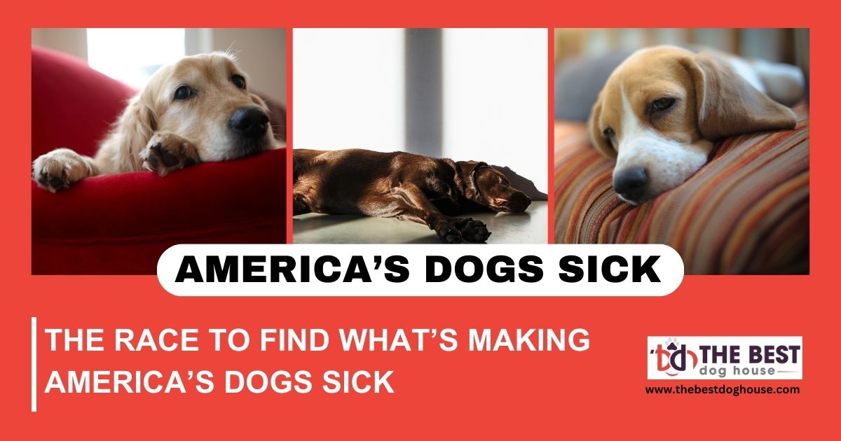 The race to find what's making america's dogs sick
