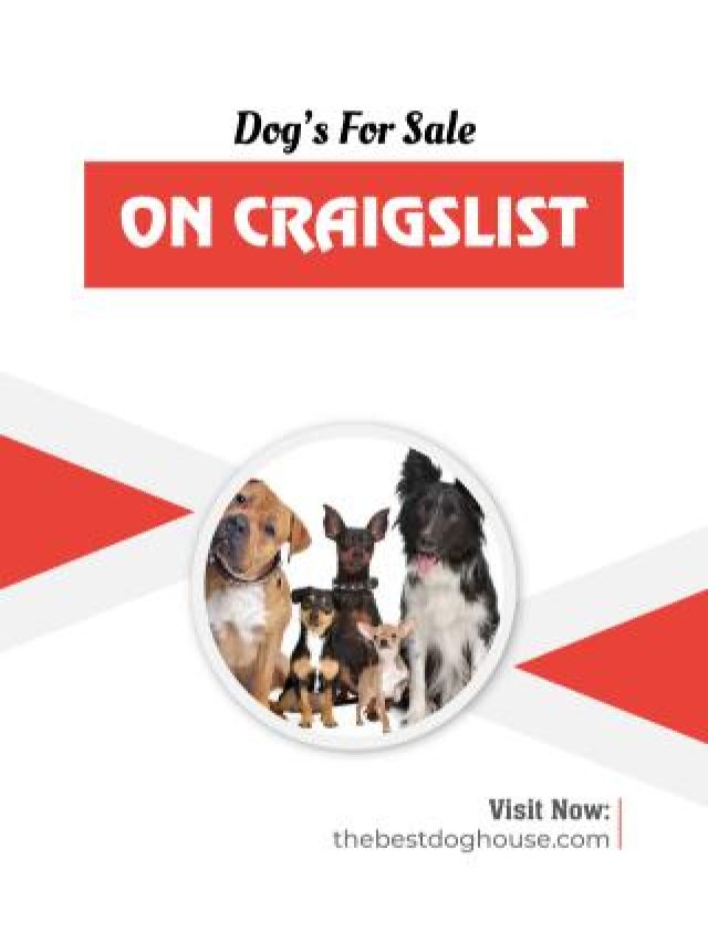 Dogs For Sale On Craigslist