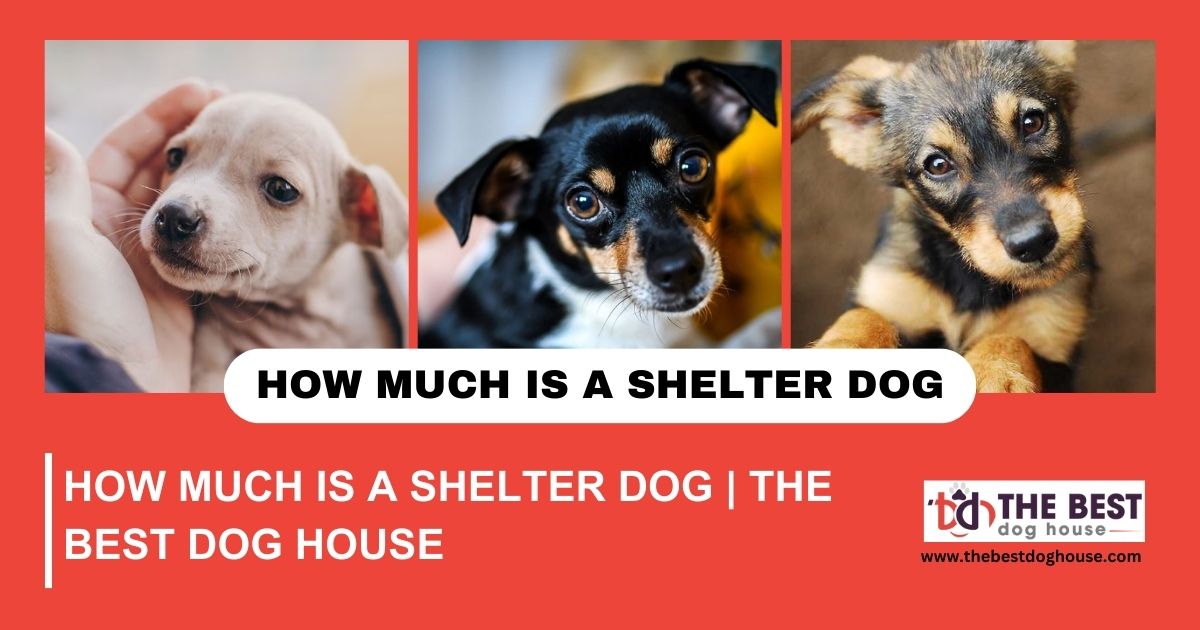 How Much Is A Shelter Dog