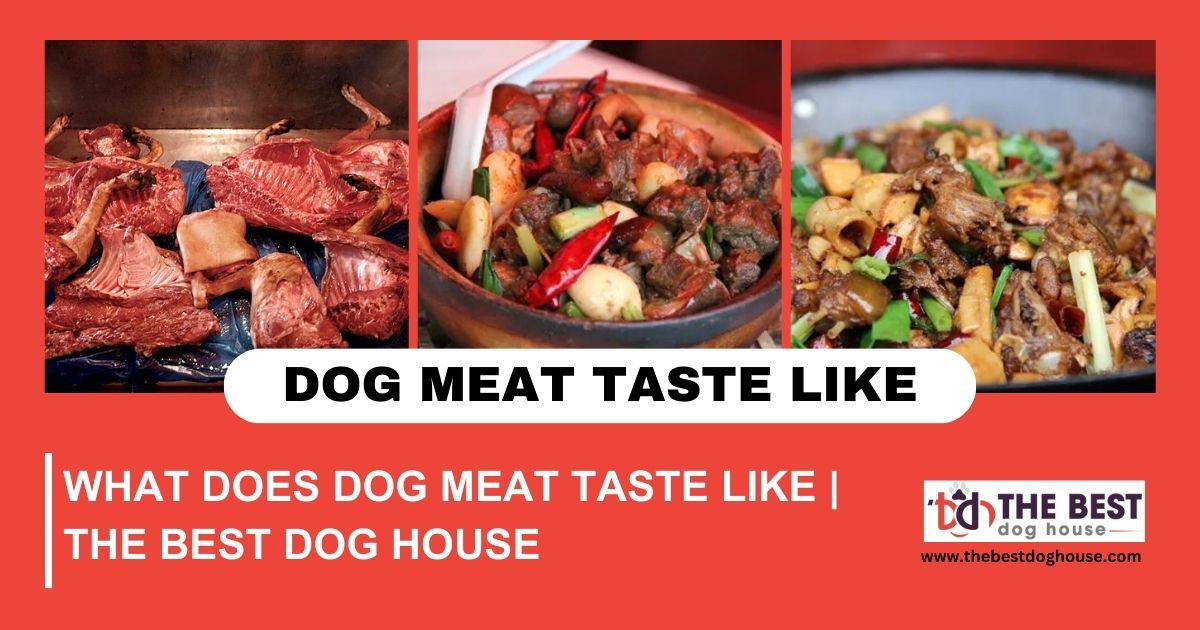 What Does Dog Meat Taste Like | The Best Dog House