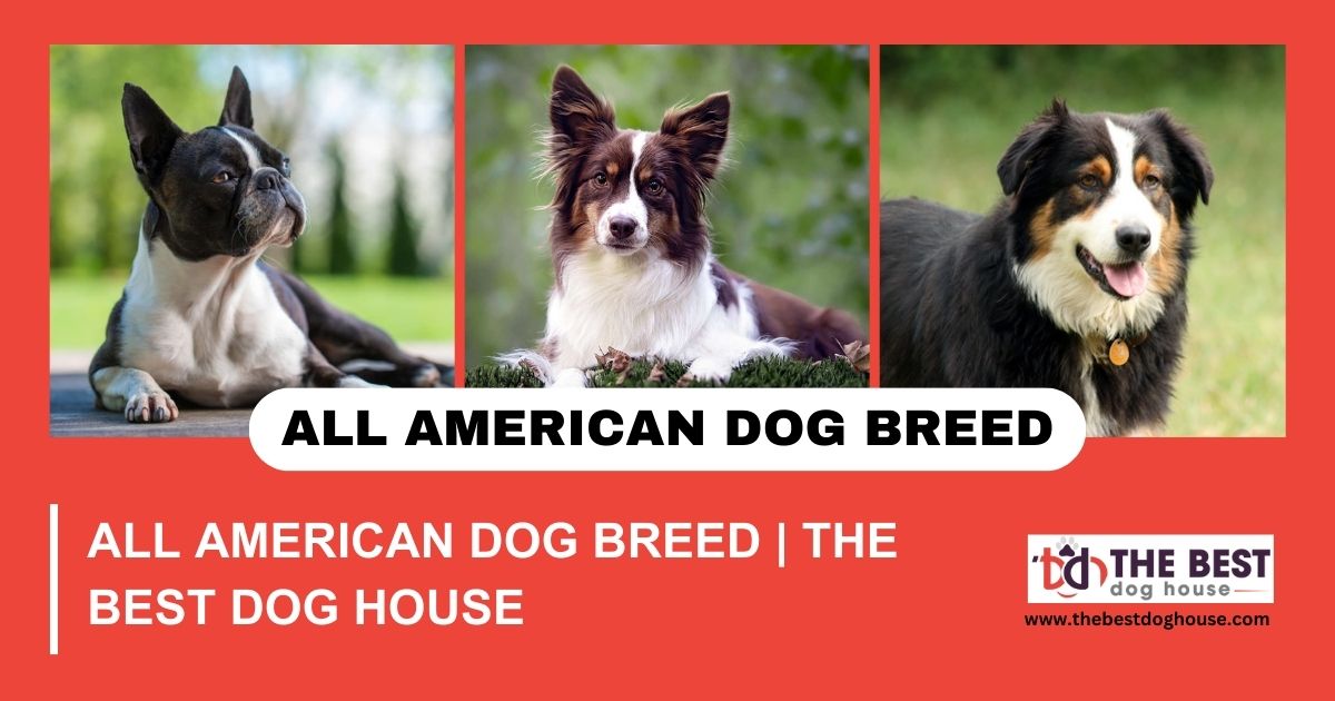 All American Dog Breed: Finding the Perfect Dog House for Your Patriotic Pup