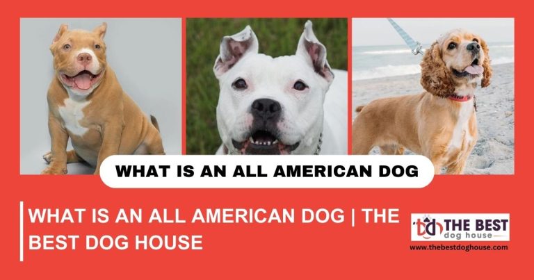 What is an All American Dog