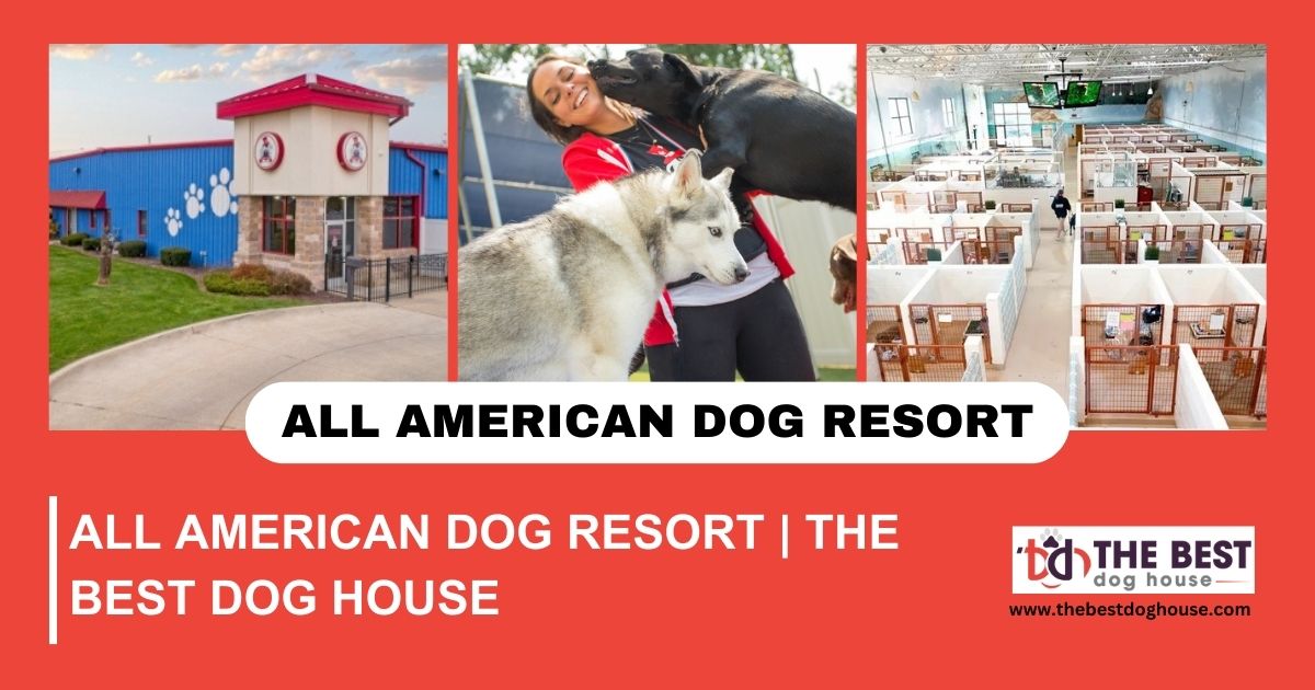 Creating a Haven for Your Pup: The All American Dog Resort Experience