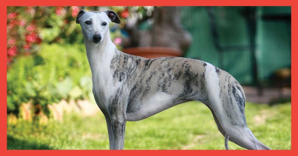 Whippet Dog for Sale