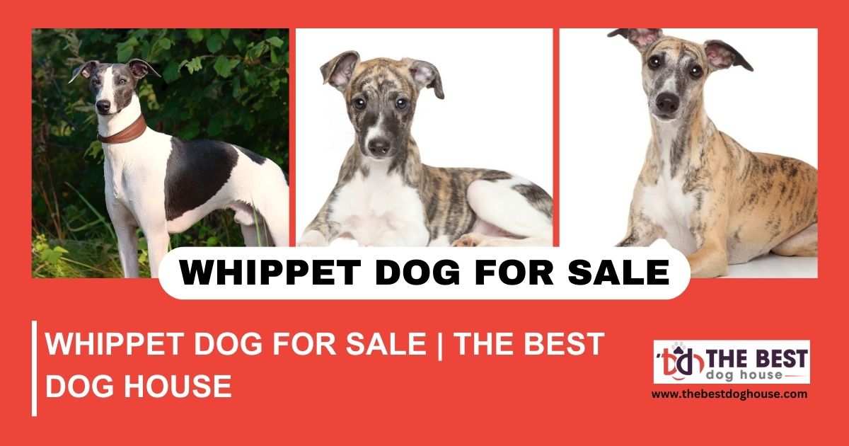 Whippet Dog for Sale