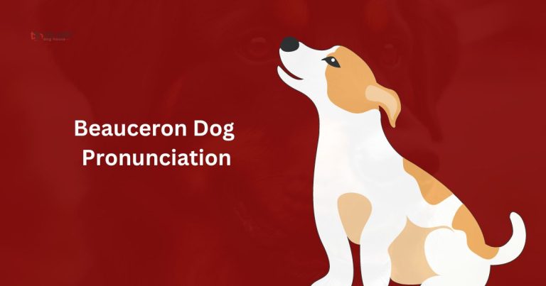 Beauceron Dog Pronunciation The Best Dog House